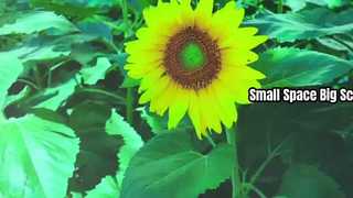 Yoga short throw projector